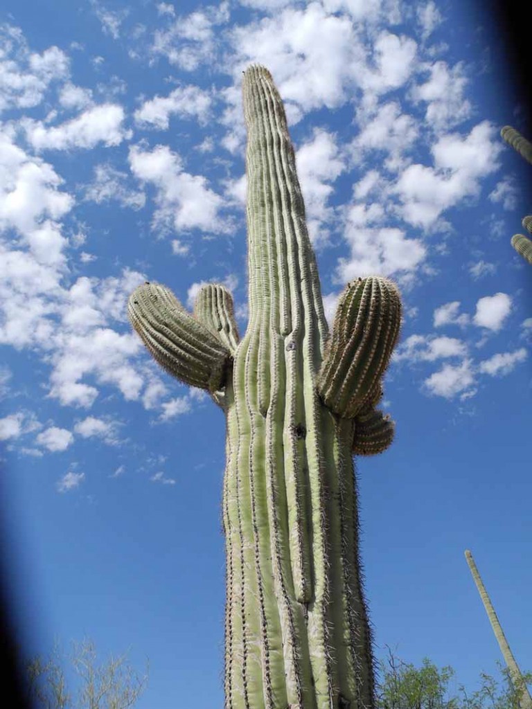 big cactus